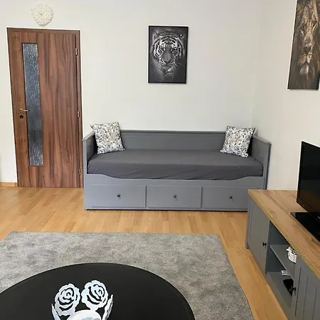 Cerny Tulipan - 1 * Pilzno