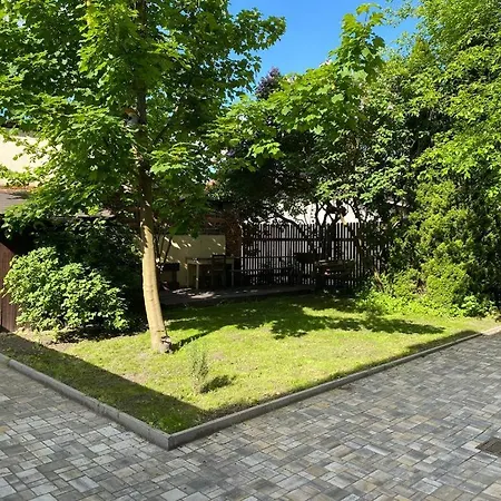 černý Tulipán - 1