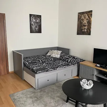 černý Tulipán - 1 Plzeň