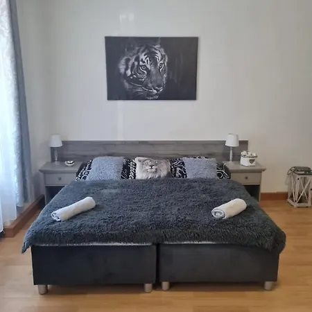 Cerny Tulipan - 1 * Plzeň