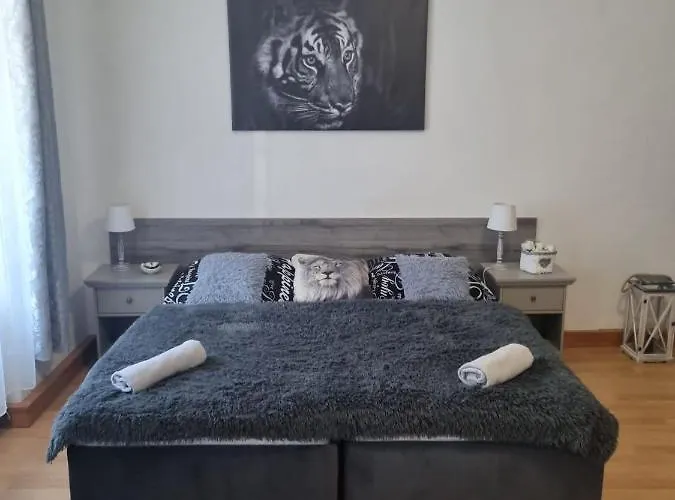 černý Tulipán - 1 * Plzeň